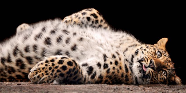 Princess of Leopards